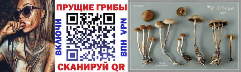 KRAKEN ТОР Ухта Галлюциногенные грибы Psilocybine cubensis